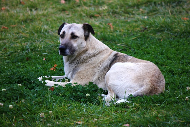 kangal